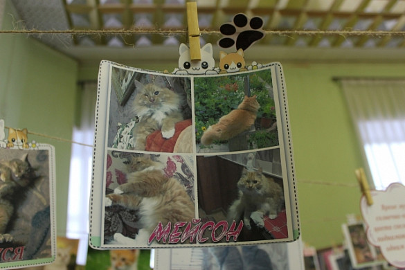 В библиотеке на Крутицкой проходит кошачья фотосушка